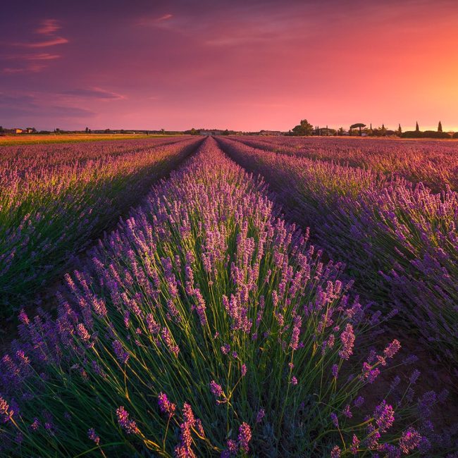 lavander hospice phoenix az